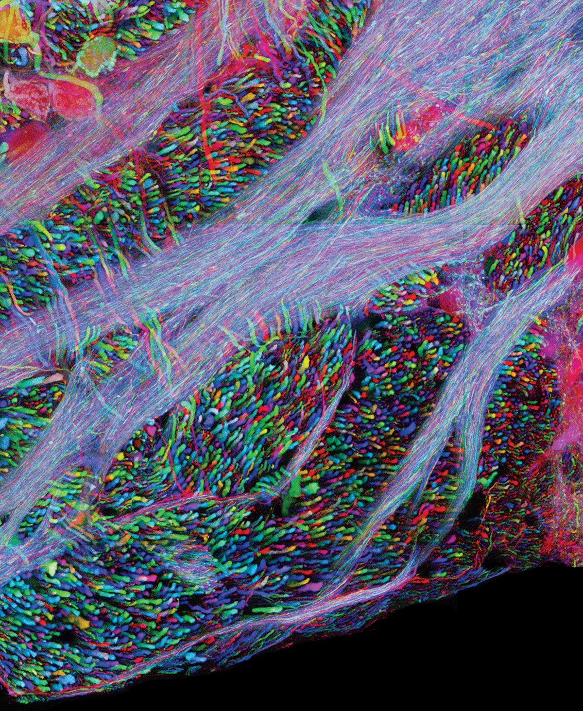 Brainbow Harvard Neurobiologist Jeff Lichtman Explains His Intricate ‘Brainbow'