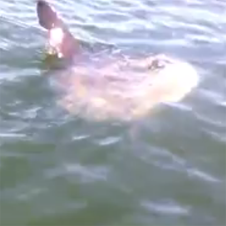 Sunfish Smashed Boston Bros Lose Their Minds During Encounter with Sunfish