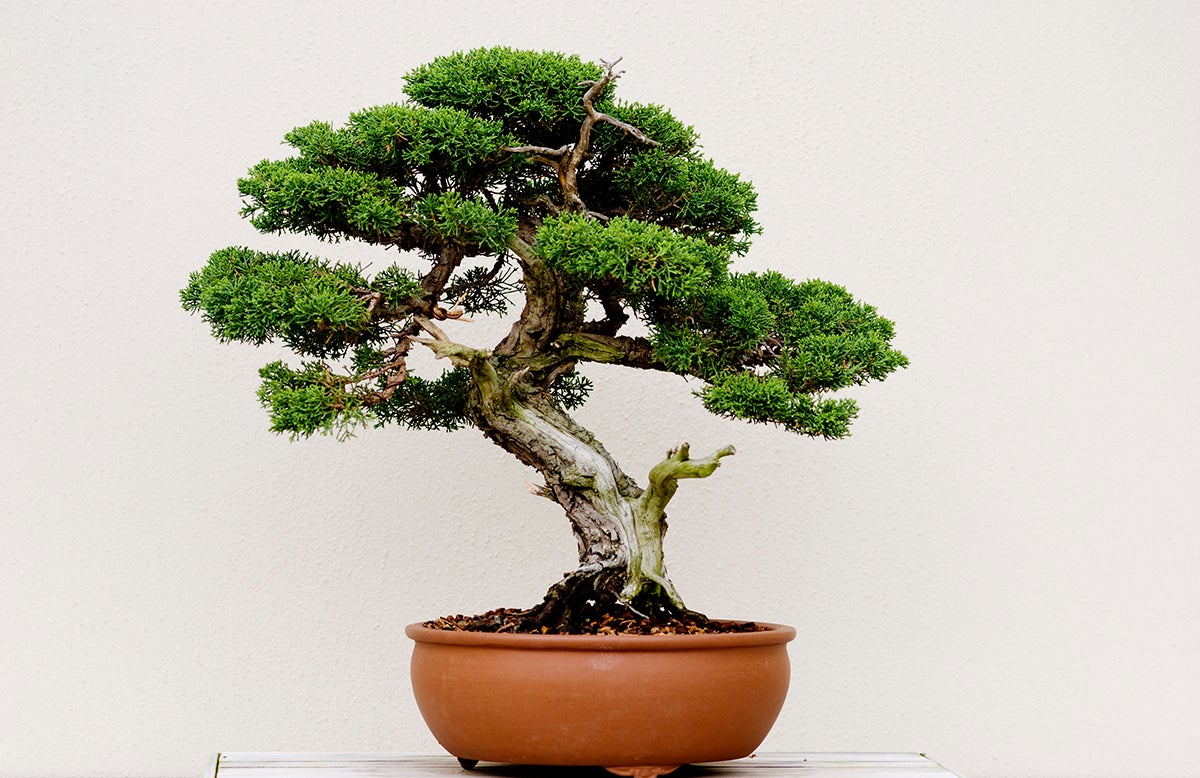 A Guide to Bonsai In Boston