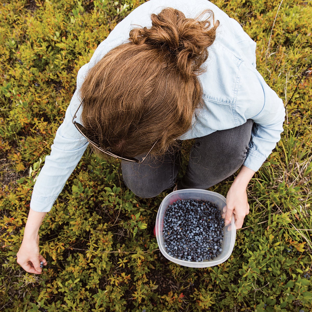maine blueberries