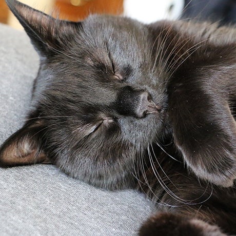 Cats