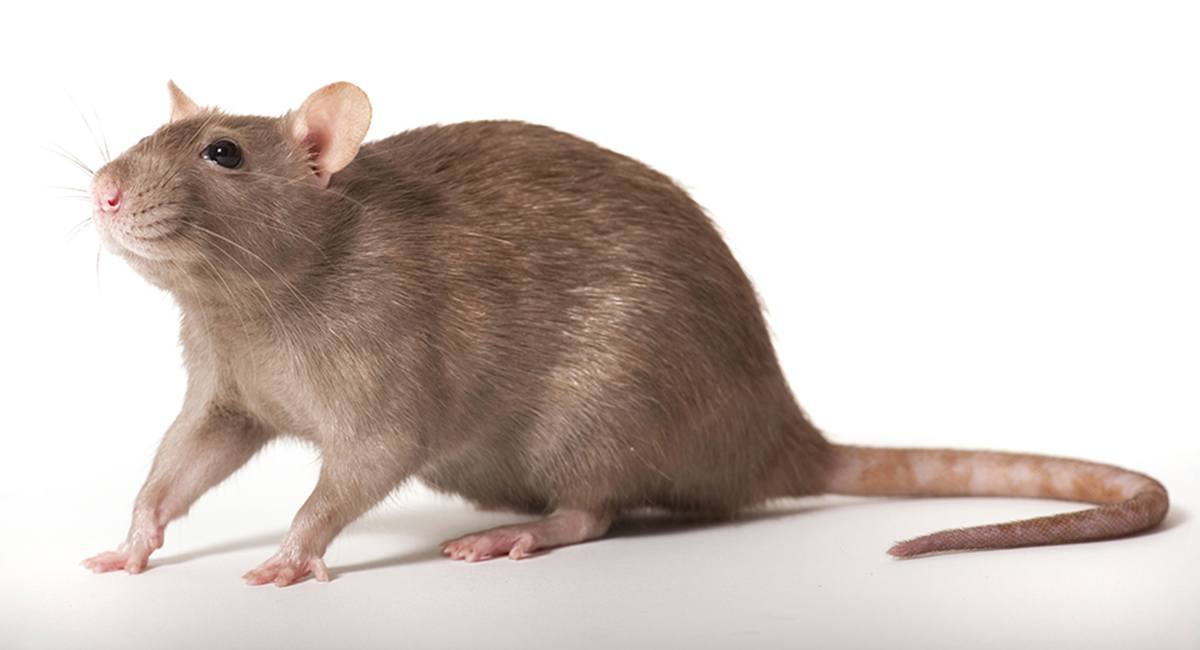 M Rats Aw, Rats! Boston's Rats Are in Charge. We Just Live Here.