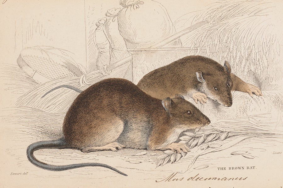 Rats