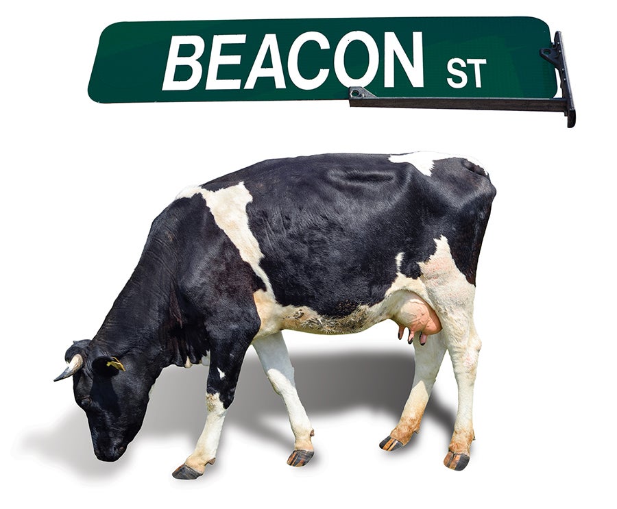 Are Boston's Streets Really Paved Over Cow Paths?