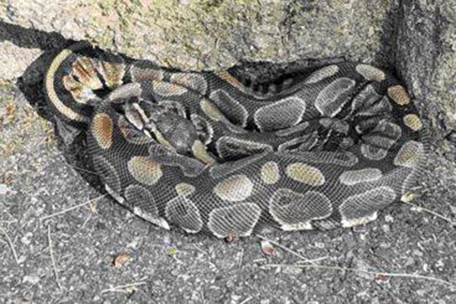 A Ball Python Was Found at a Playground in Brookline