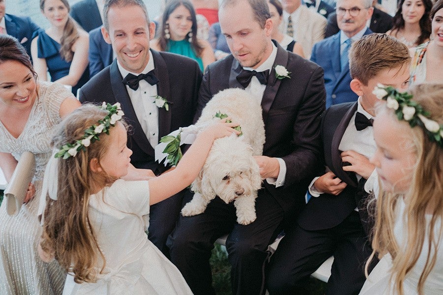 cockapoo at Provincetown wedding