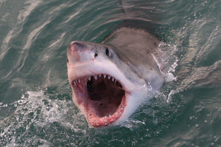 Want to See an "Epic" Video of a Great White Shark Eating a Whale?