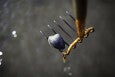 clamming rake