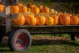 pumpkin patch