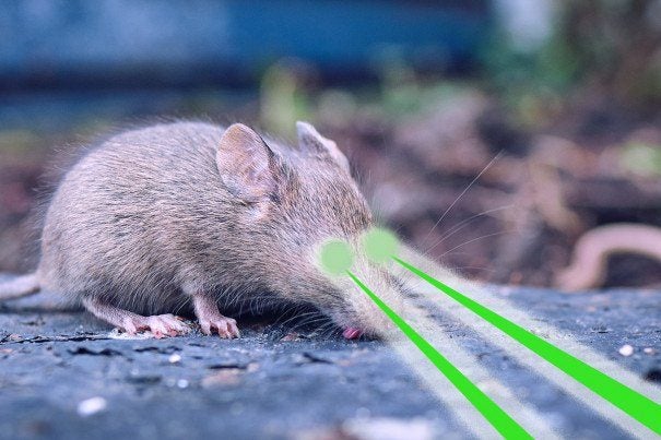 The Genetically Altered Mice Are Coming! To Nantucket!
