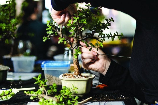 money tree indoor plant Braided Money Tree, Potted main image 0