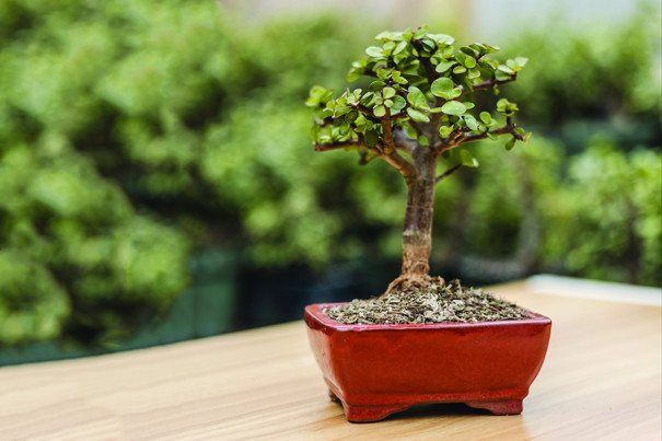 garten sichtschutz bambus Bambus-Sichtschutzzaun Brasil | Natur