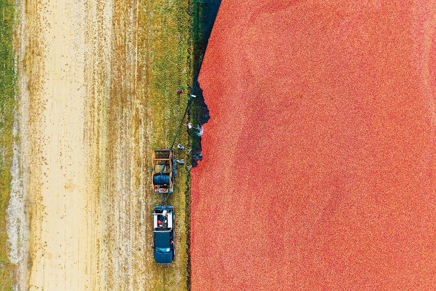 The Secret Life of Cranberries