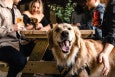 Several people and dogs gather at a picnic table, with the people holding beers.