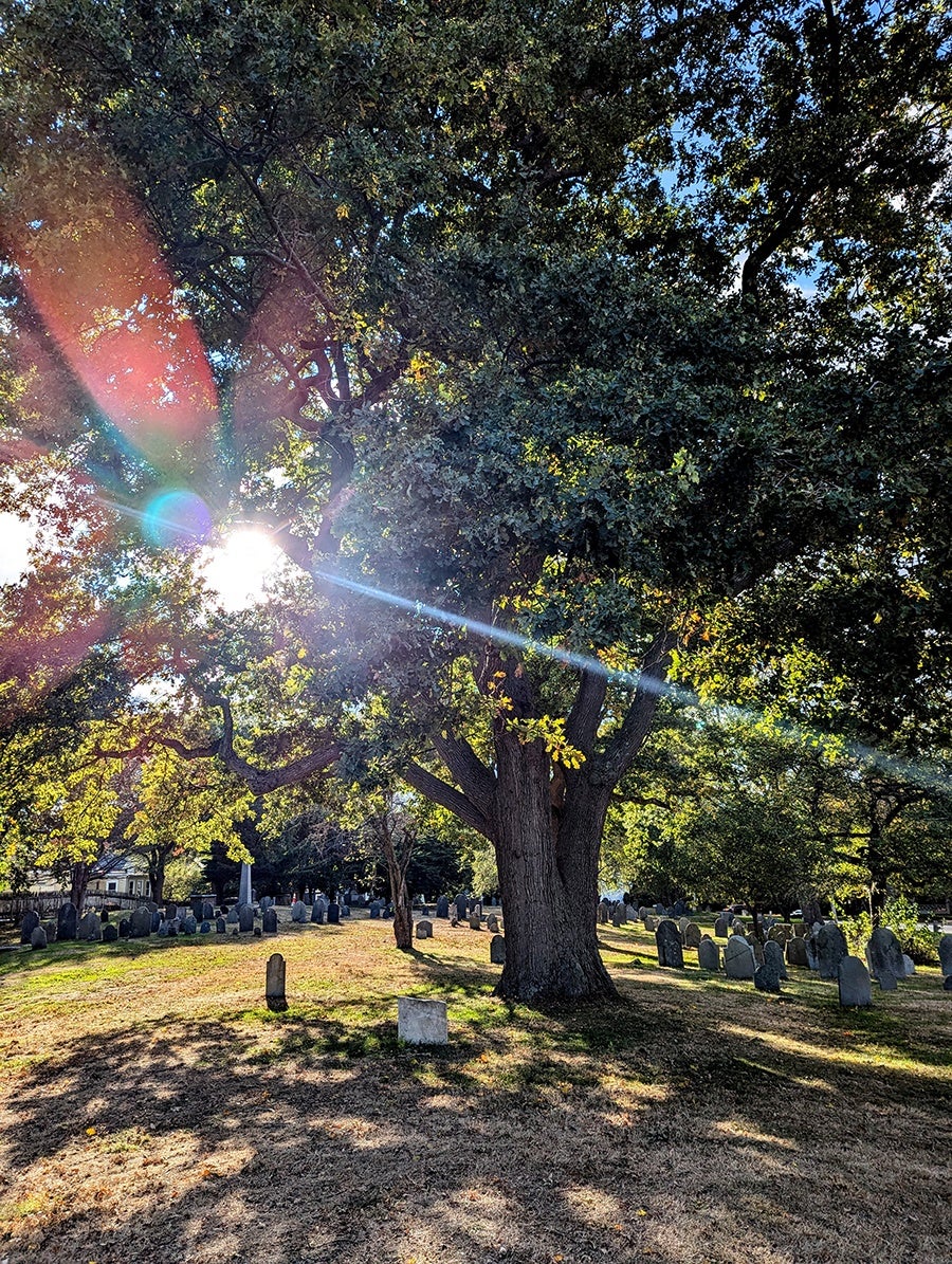 The sun shines through a tree in an old graveyard.