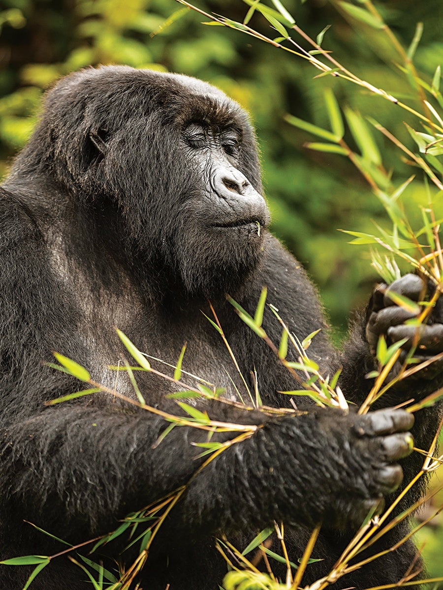 A close-up of a gorilla with closed eyes holding and eating green bamboo stalks, surrounded by a blurred green natural background.