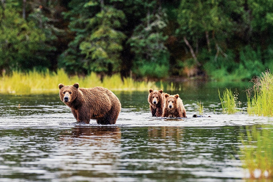 A brown bear and two cubs standing in shallow water with a forested background. The adult bear is closer to the camera, while the cubs are slightly behind, partially submerged in the water. Green vegetation lines the water's edge.