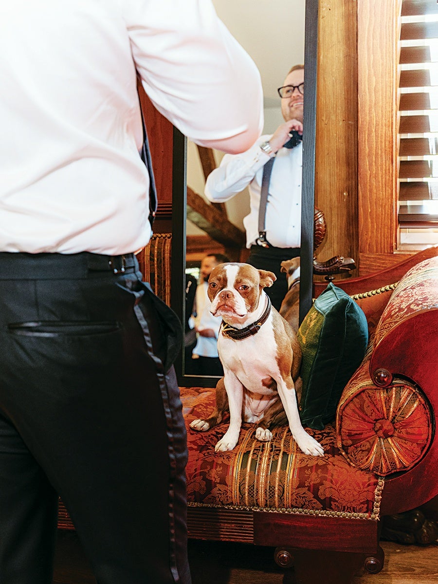 A brown and white dog with a collar sits on an ornate red and gold patterned couch with green pillows. In the background, a man wearing black pants, suspenders, and a white shirt is adjusting his bow tie in front of a mirror. The setting appears to be a warmly lit room with wooden accents and window blinds.