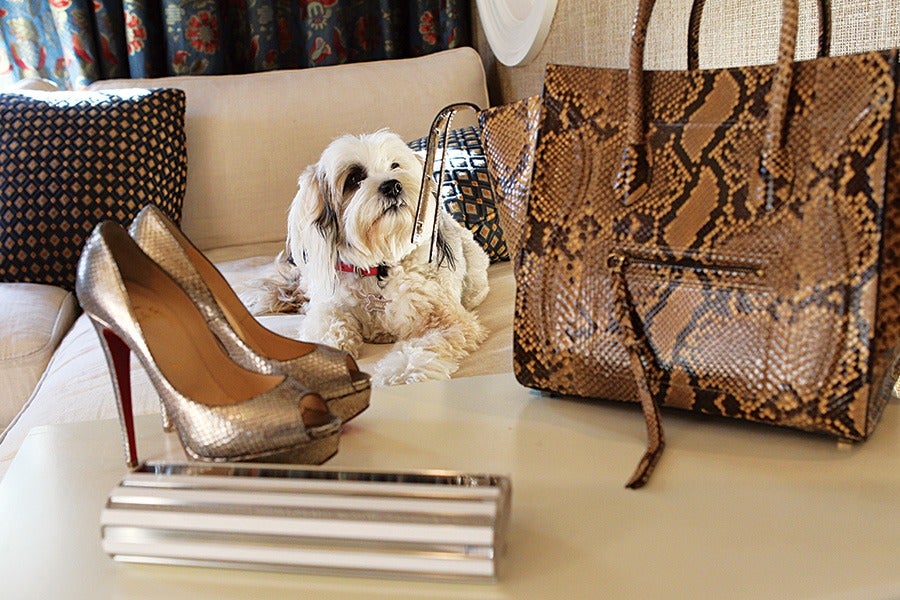 A small white and tan dog with a red collar is lying on a beige couch with patterned cushions. In the foreground, there is a pair of metallic high-heeled shoes, a shiny silver clutch, and a large brown snakeskin handbag on a white table.