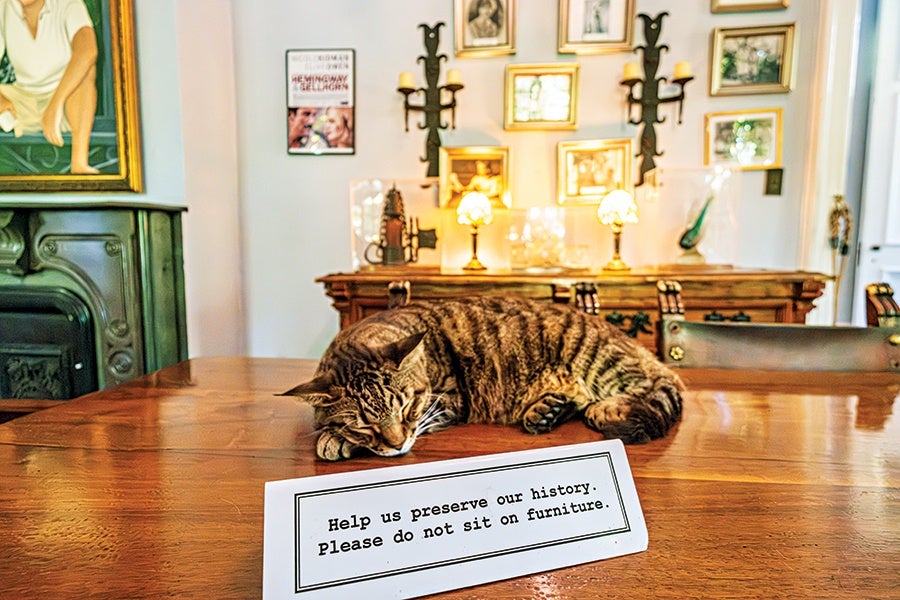 A tabby cat is lying on a polished wooden table in a room decorated with framed pictures and wall sconces. In front of the cat, there is a sign that reads, "Help us preserve our history. Please do not sit on furniture.