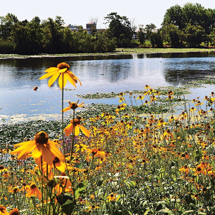 A lakeside scene with numerous yellow coneflowers in the foreground. The water is calm with patches of lily pads, and trees line the far shore under a clear sky.